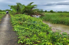Cho thuê 2200m đất nông nghiệp tại Cần Giuộc Long An giá rẻ 2 triệu/1 tháng