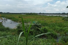 Cho thuê 4900m đất nông nghiệp tại Hoà Lộc - Tam Bình - Vĩnh Long ngang 98 giá dài 50 mét