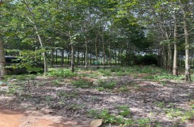 Bán 2ha đất trồng cây lâu năm Cư M'gar Đắk Lắk giá 2.2 tỷ