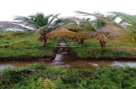 Bán đất đang trồng dừa Mã Lai tại Đức Huệ Long An giá 6.5 tỷ 12971m²