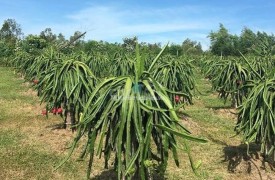 Cho thuê đất nông nghiệp trồng cây thanh long Hàm Thuận Bắc Bình Thuận 3 triệu