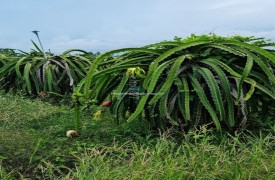 Cho thuê 1.5 ha trồng thanh long, mít, dừa tại Hàm Thuận Nam Bình Thuận 250X55 giá 20 triệu/năm