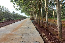 Cho thuê 1ha đất nông nghiệp làm trang trại trồng trọt Phú Riềng Bình Phước 15 triệu