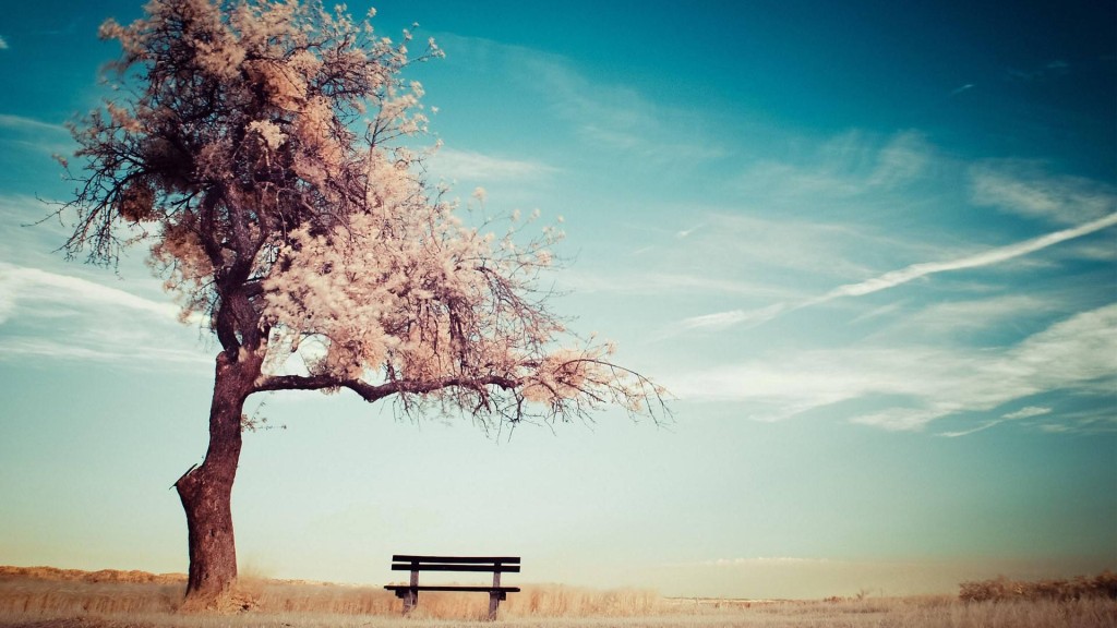 hình ảnh cây cô đơn và ghế đá buồn không người