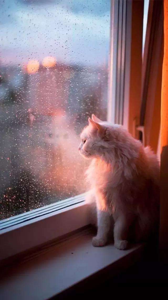 mèo buồn nhìn ra cửa sổ với cơn mưa