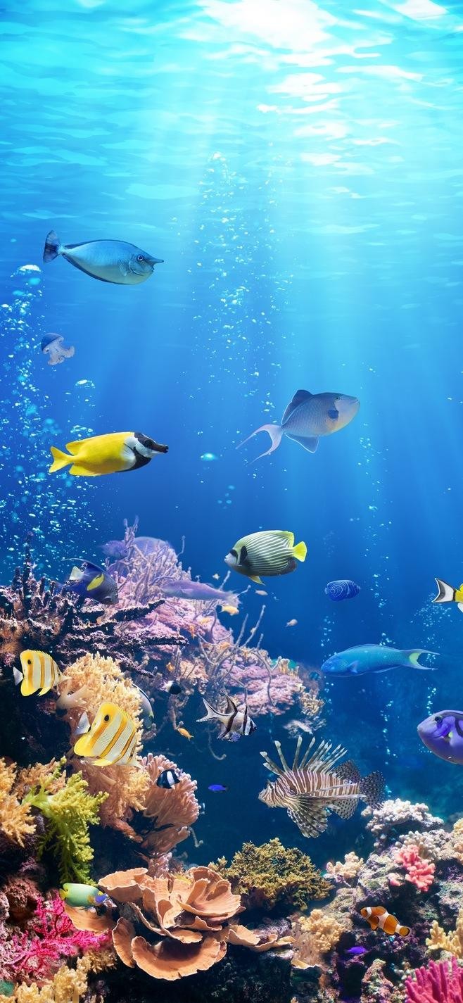 hình nền mặt dưới đại dương với những chú cá