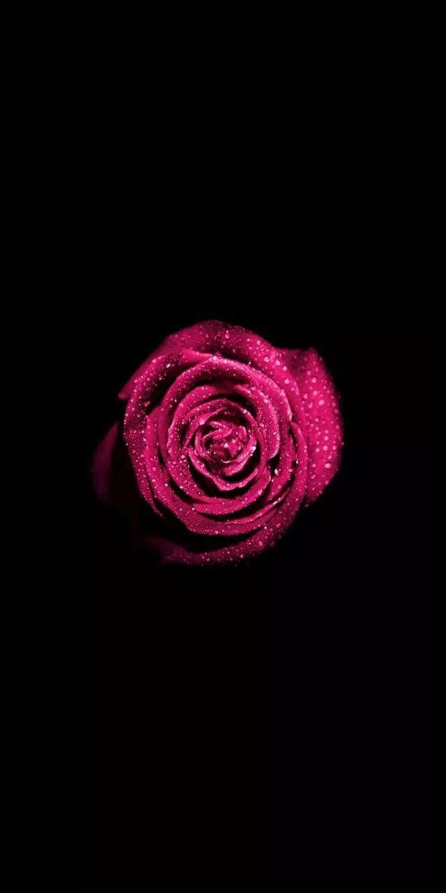 hoa hồng đỏ tía bên trên nền đen