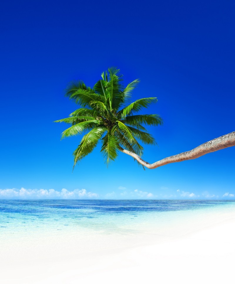 cây dừa vươn ra biển
