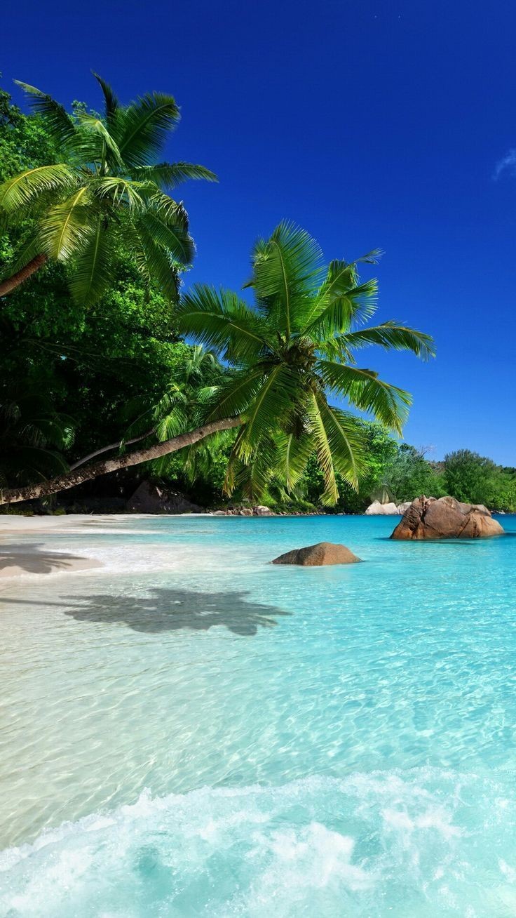 hình nền bãi biển cây dừa