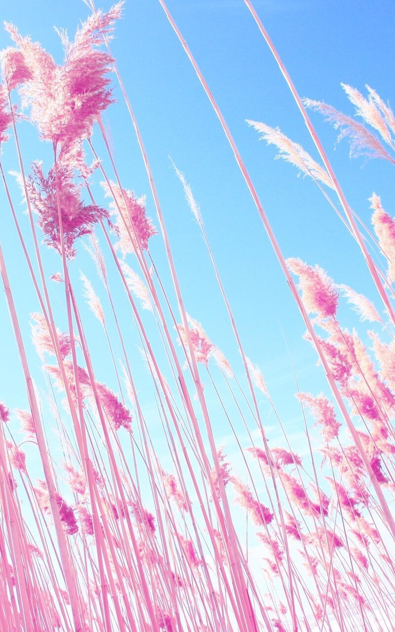 cây cỏ bông lau hồng với nền trời xanh
