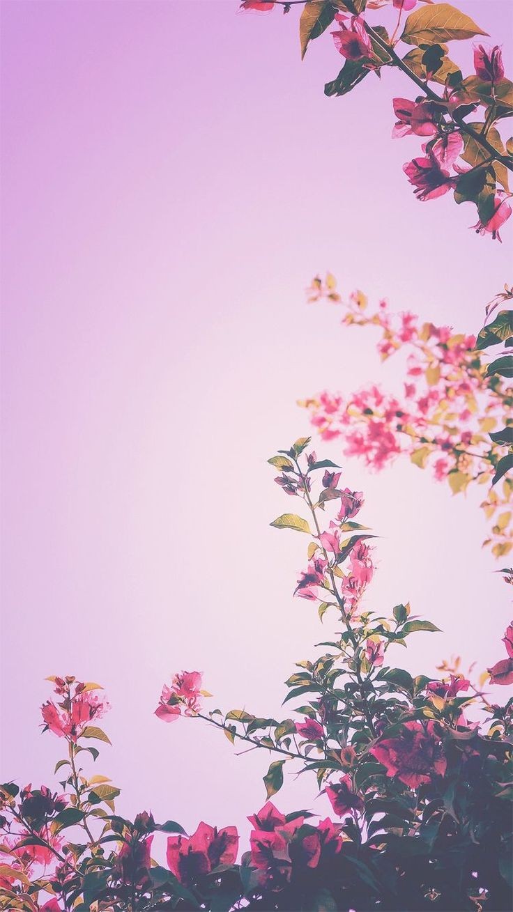 cây và lá trên nền trời hồng