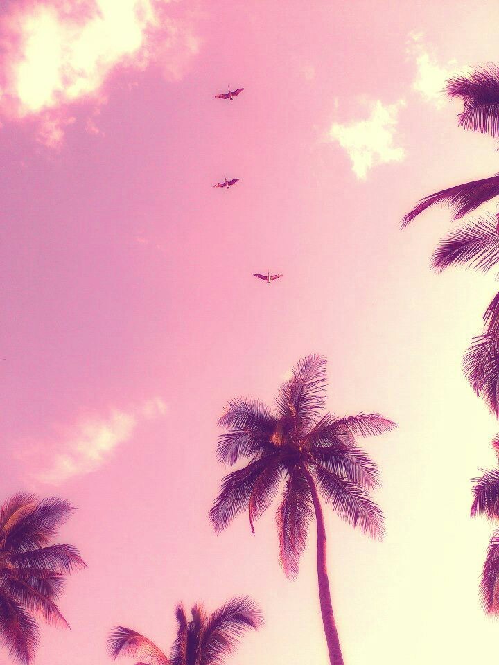 hình nền cây dừa trên nền bầu trời hồng