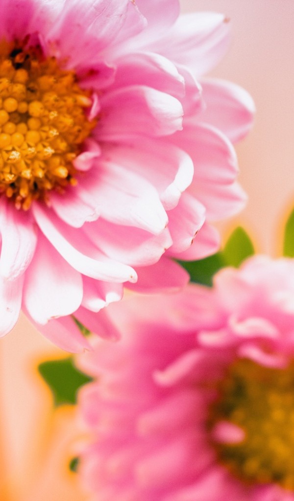 hình nền hoa cúc với màu hồng đẹp