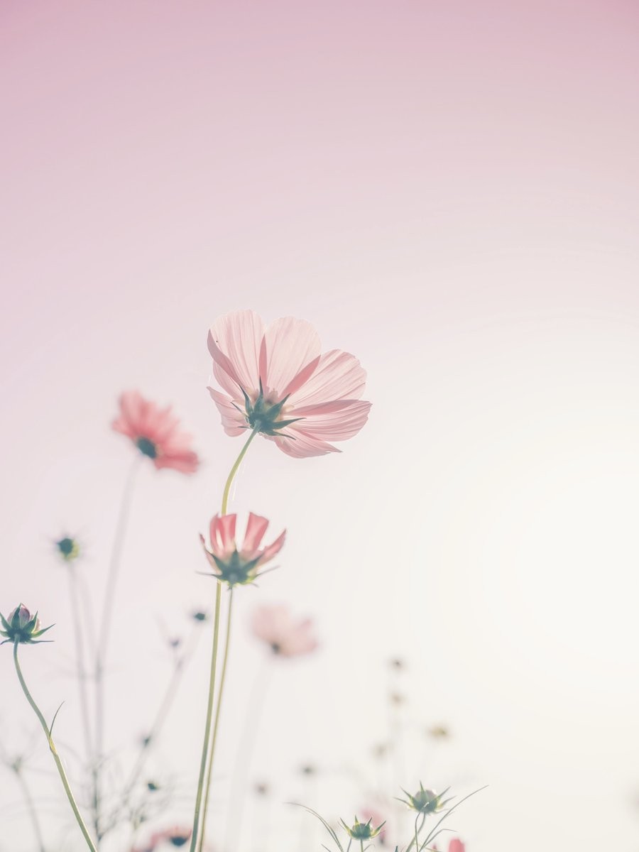 hình nền hoa đẹp trên background hồng