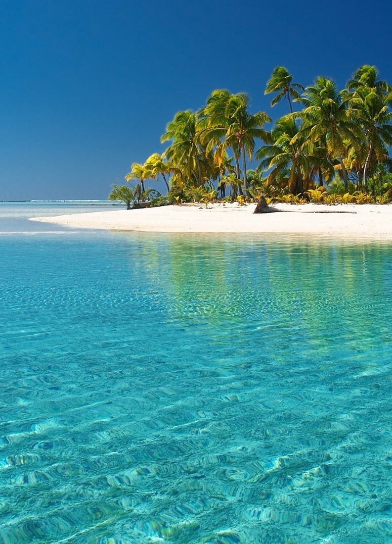 bãi biển trong xanh và rặng dừa
