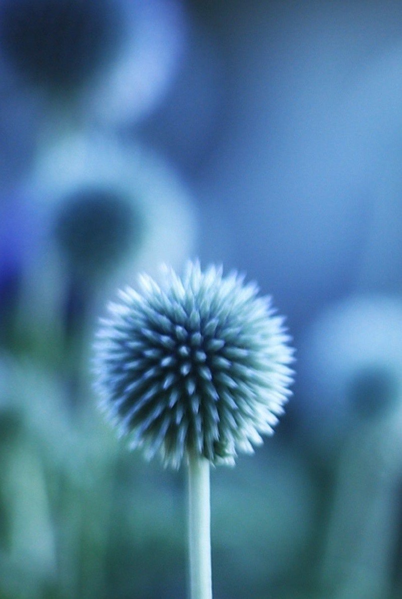 Hình nền màu xanh hoa mùa xuân màu trắng tuyệt đẹp  Tải hình ảnh  shutterstock  istockphoto 123rf  trong 5 giây