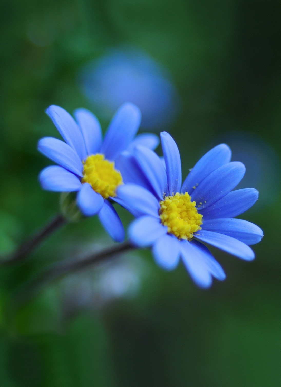 hình nền hoa màu xanh tím