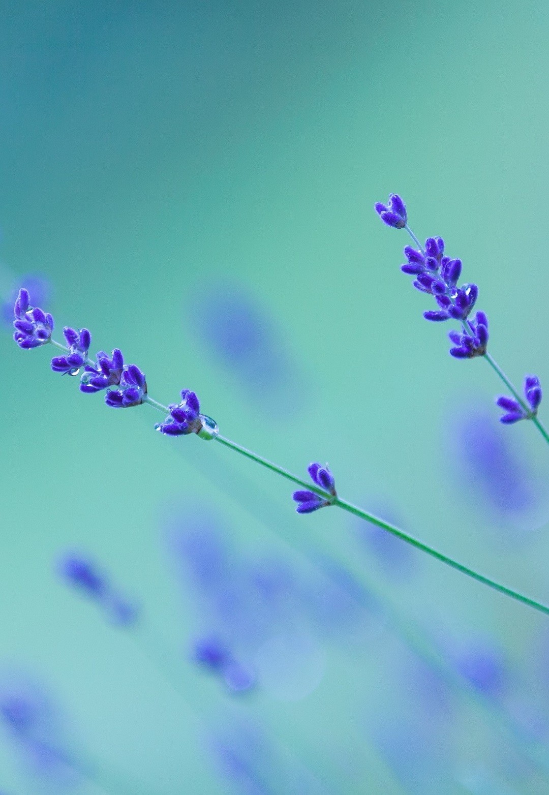 hoa lavender tím trong background xanh