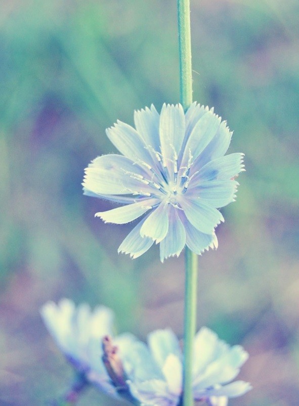 hoa với sắc xanh nhạt